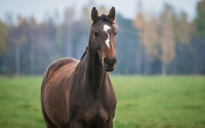 Zoetis Donates CORE EQ INNOVATOR® Vaccines to Partners of the ASPCA’s Right Horse